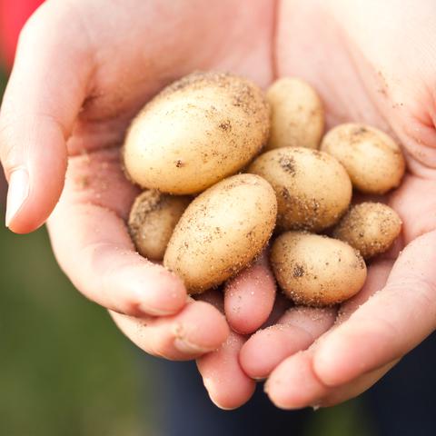 Kiemremming aardappelen