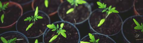 Plantstimulatie
